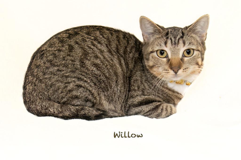Willow, Adoptable, Young Female Domestic Short Hair.