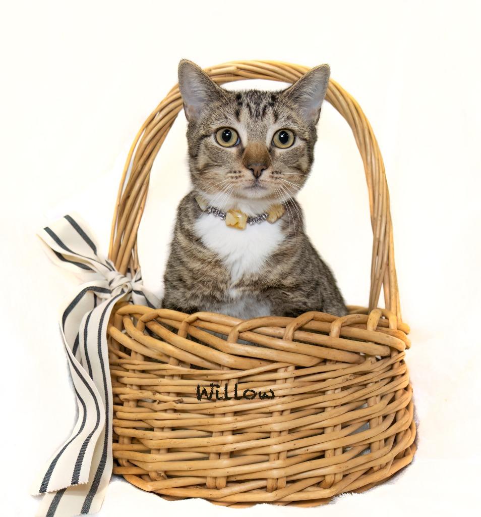 Enlarge Willow, a Adoptable mixed breed in Hot Springs Village, AR image 2/2