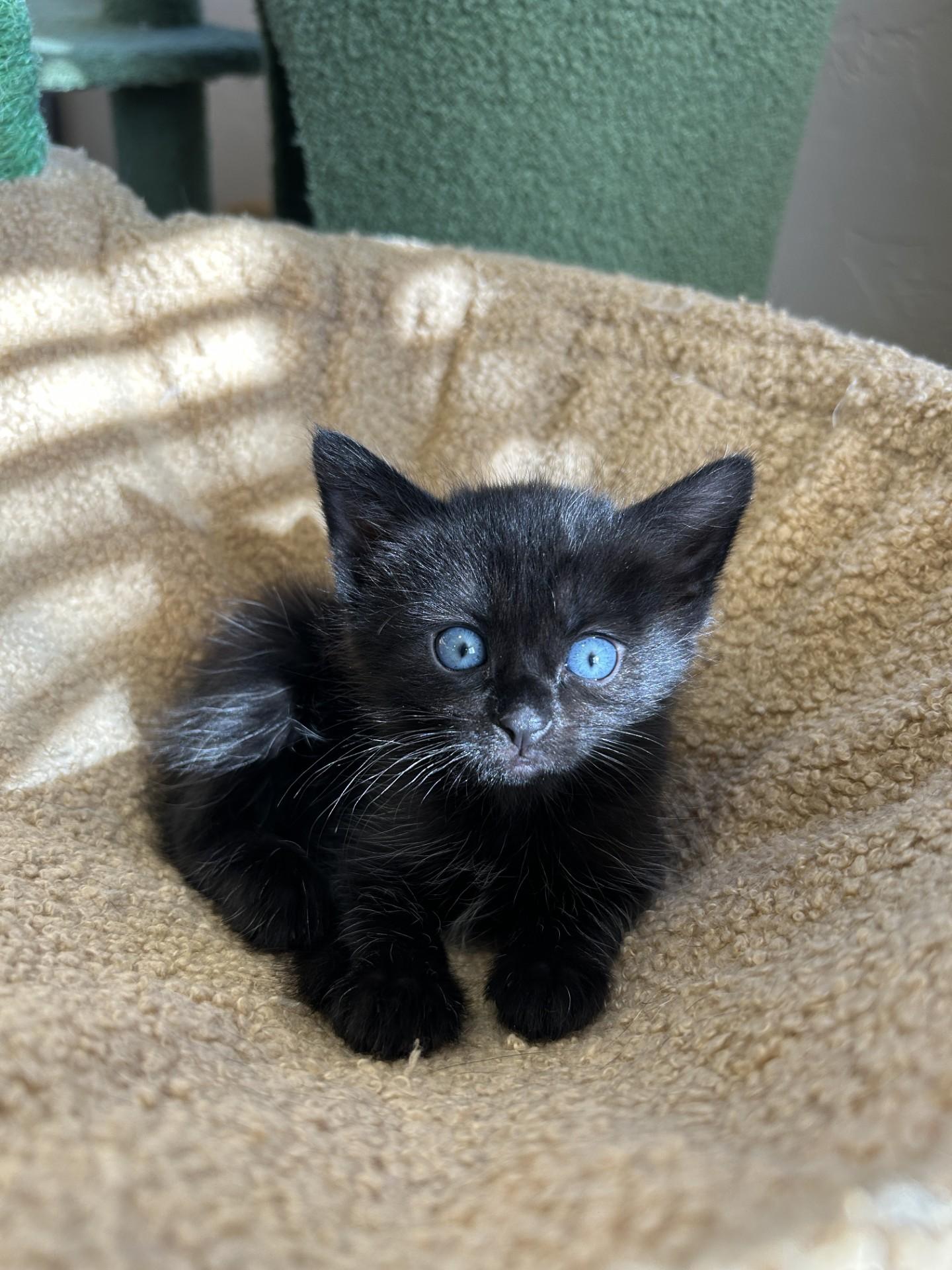 Gypsy, Adopted, Young Female Domestic Medium Hair.