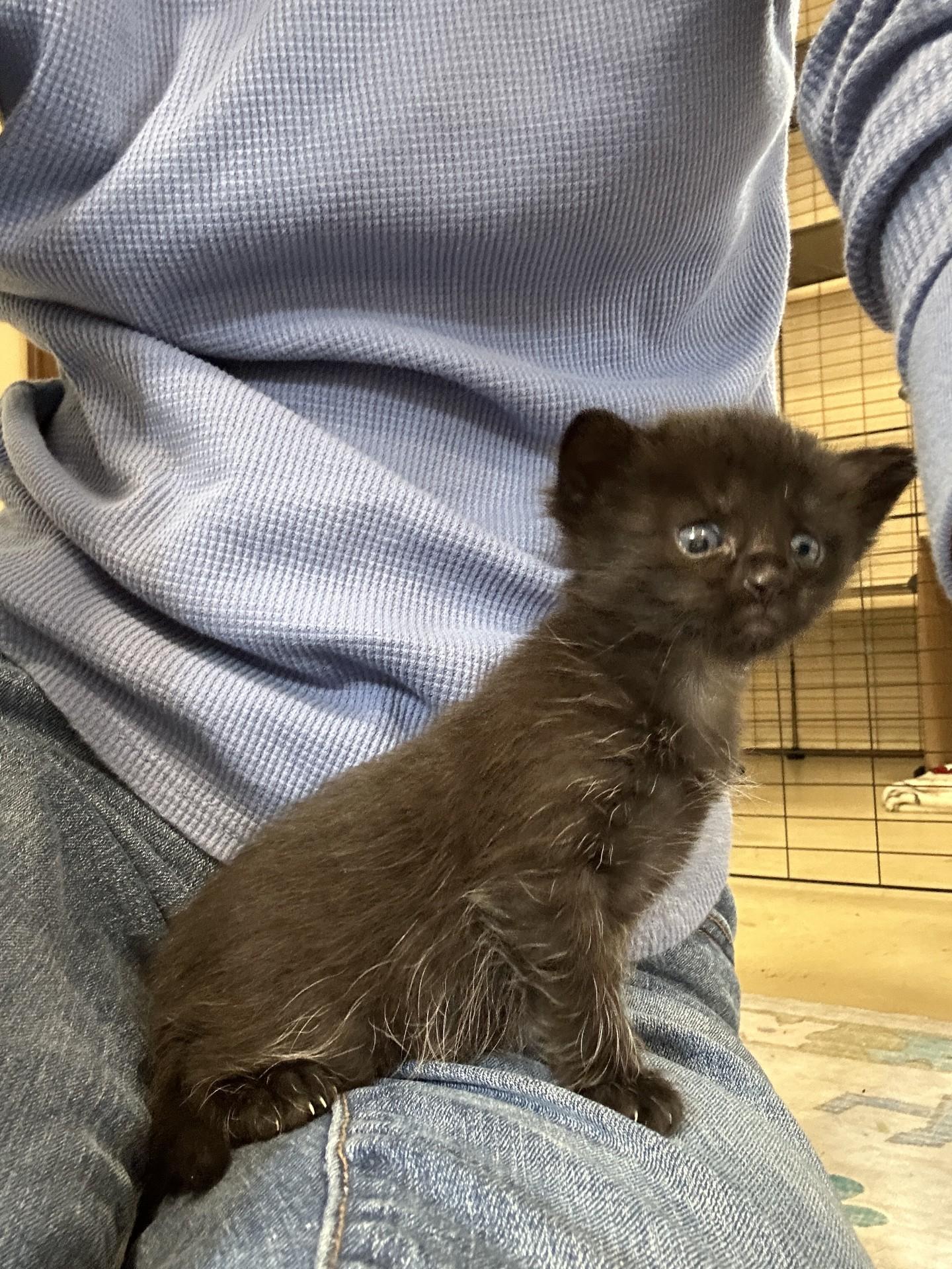 Enlarge Gypsy, a Adopted Domestic Medium Hair in Hurricane, UT image 2/5