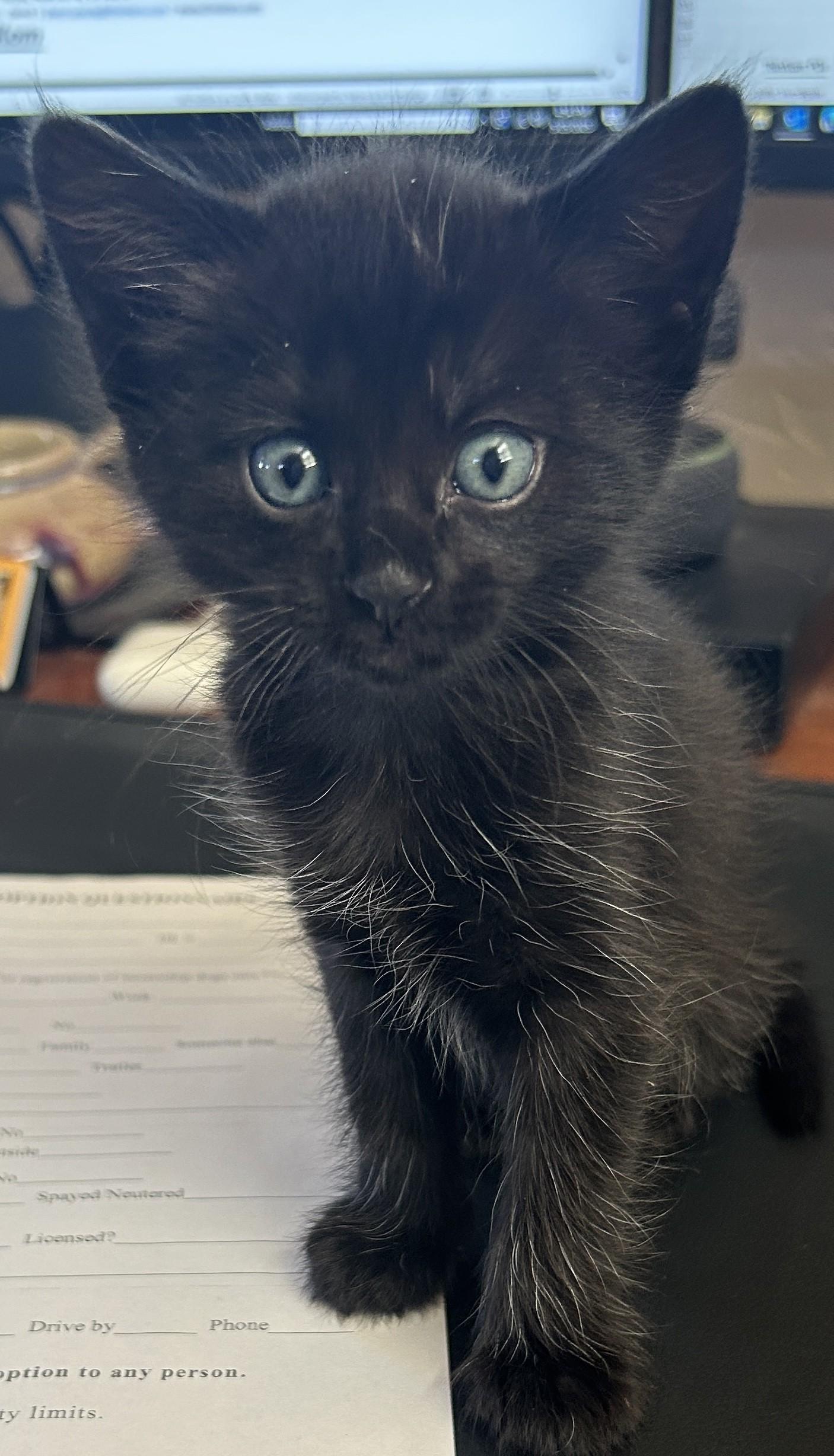 Enlarge Gypsy, a Adopted Domestic Medium Hair in Hurricane, UT image 3/5