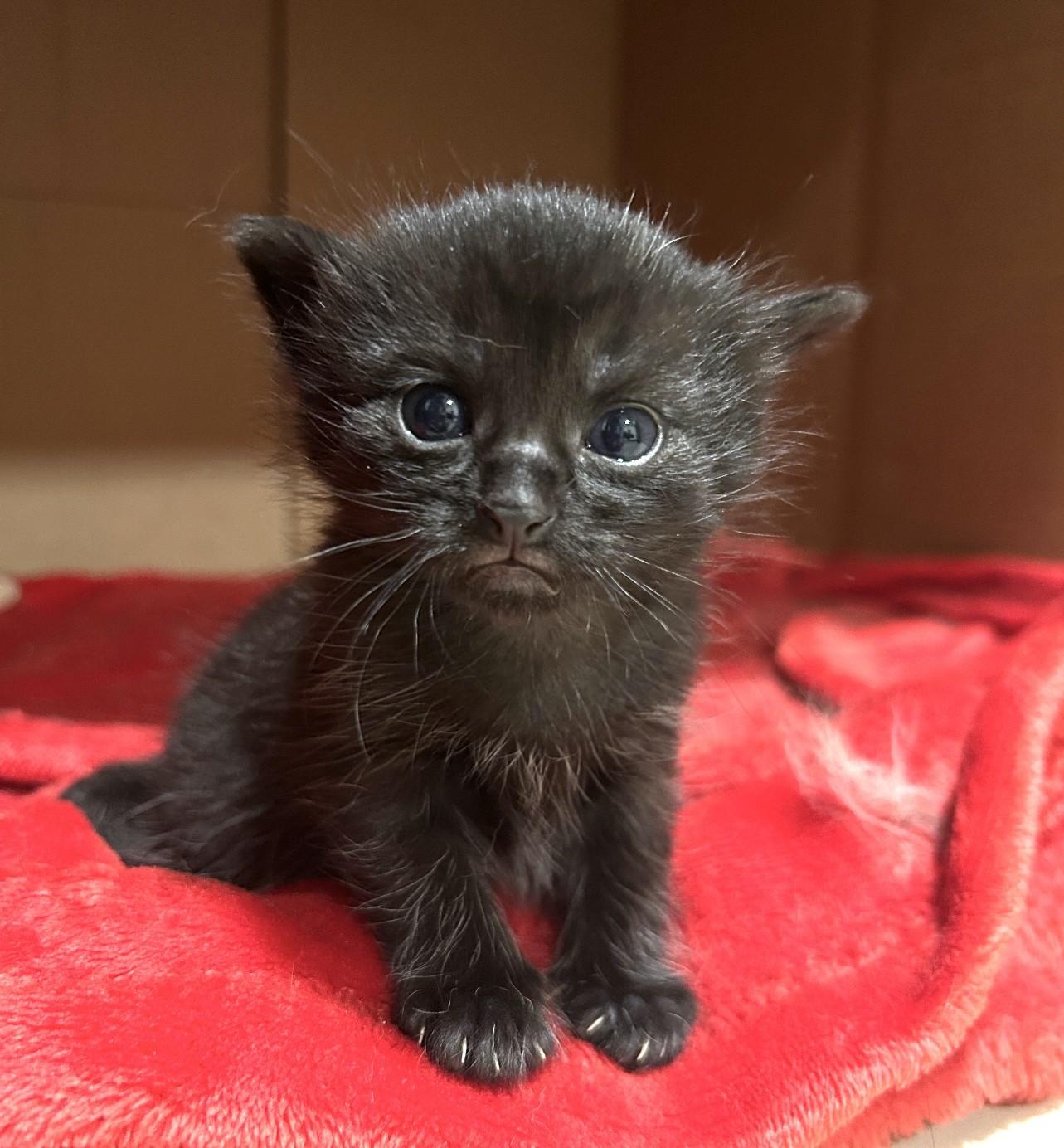 Enlarge Gypsy, a Adopted Domestic Medium Hair in Hurricane, UT image 4/5