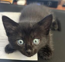 Enlarge Gypsy, a Adopted Domestic Medium Hair in Hurricane, UT image 5/5