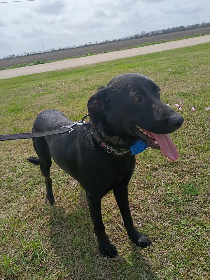 Enlarge Jimbo, an adopted mixed breed in Port Lavaca, TX image 1/2