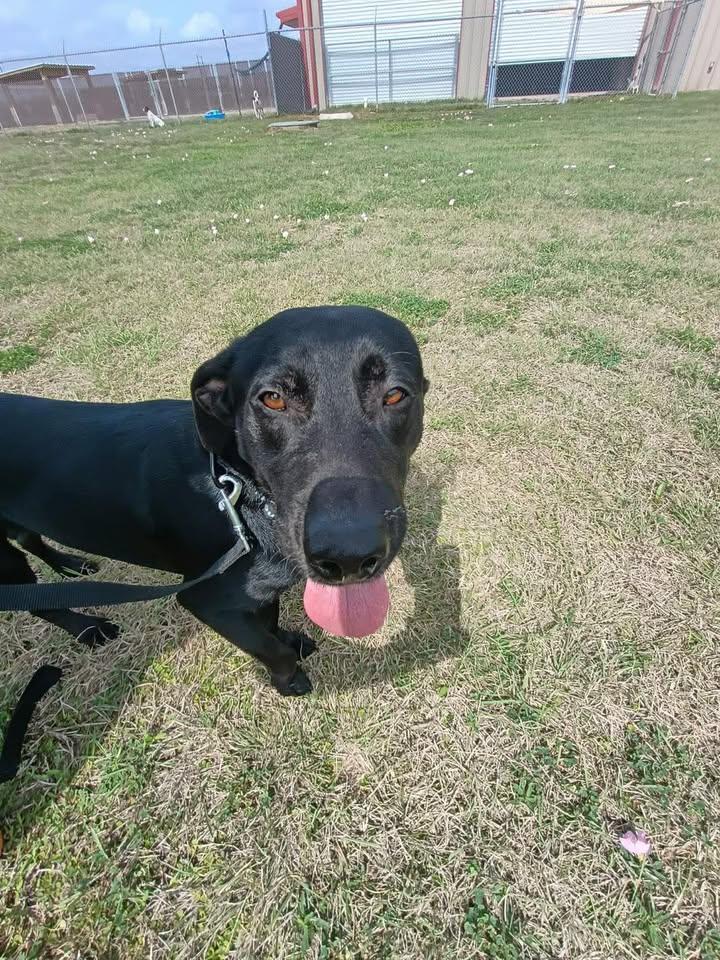 Enlarge Jimbo, an adopted mixed breed in Port Lavaca, TX image 2/2