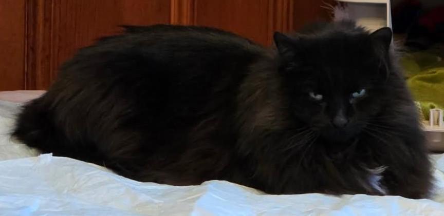 Mercie - Beautiful long-hair cat in foster care, ADOPTABLE, Adult Female Domestic Long Hair.