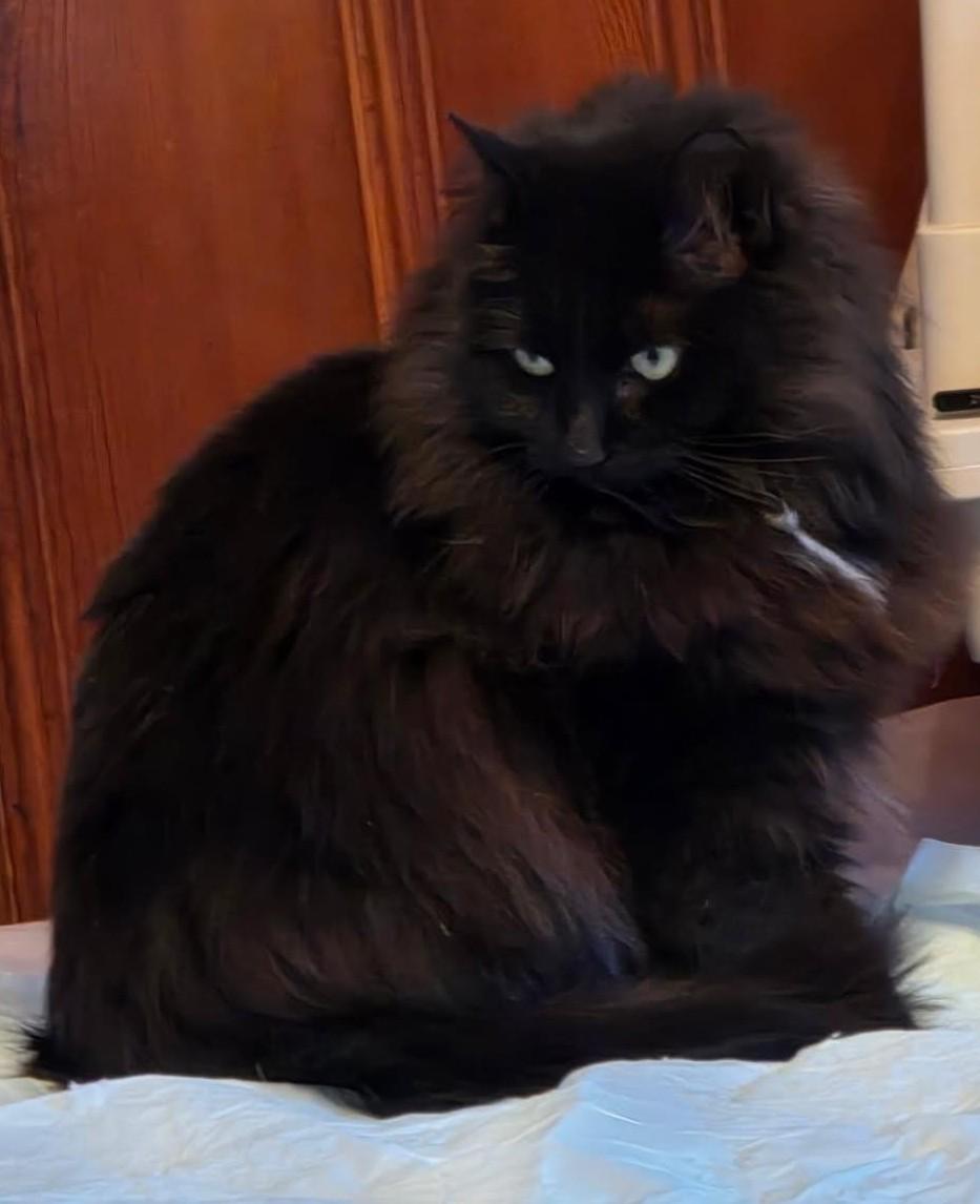 Enlarge Mercie - Beautiful long-hair cat in foster care, a ADOPTABLE Domestic Long Hair in Mendham, NJ image 2/2