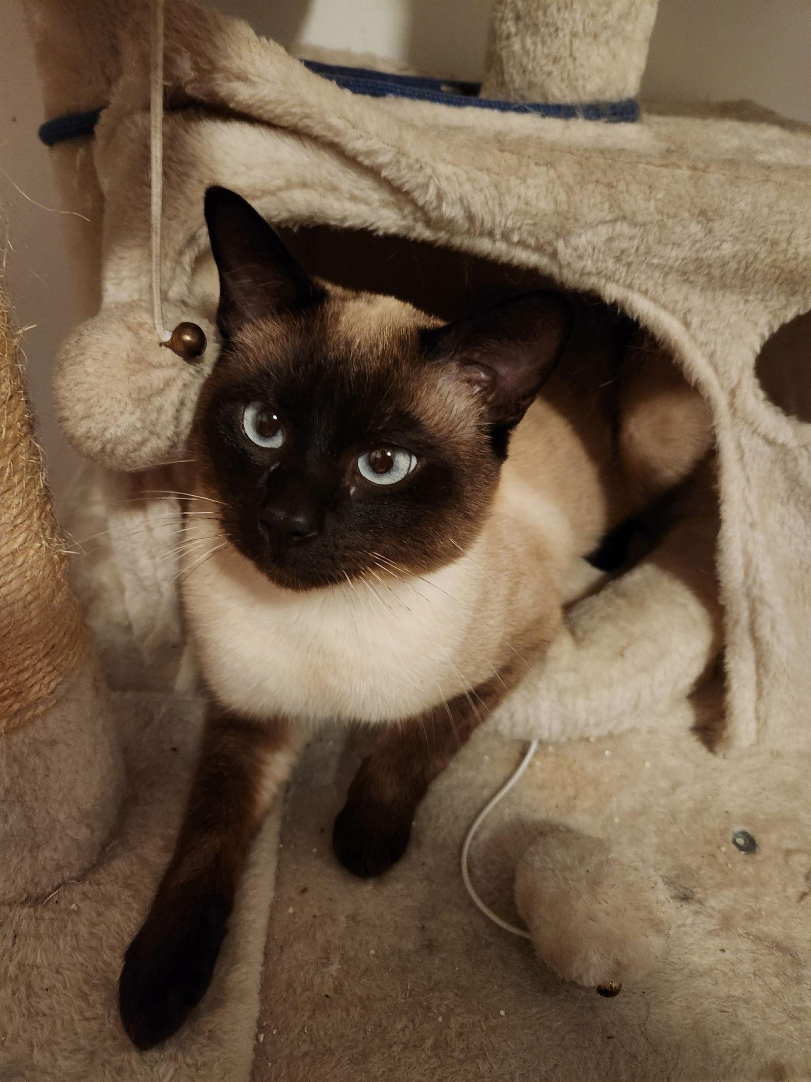 Enlarge Finn & Simon, a Adopted Siamese in Hillsboro, OR image 1/3