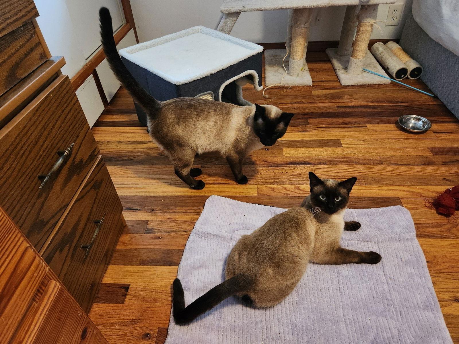Enlarge Finn & Simon, a Adopted Siamese in Hillsboro, OR image 2/3