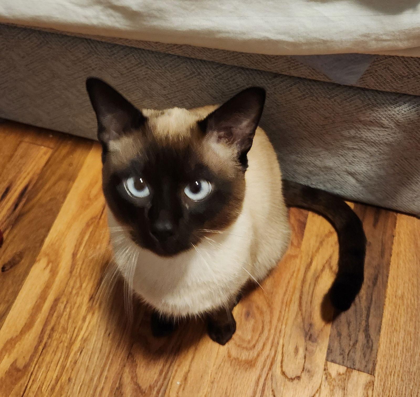 Enlarge Finn & Simon, a Adopted Siamese in Hillsboro, OR image 3/3