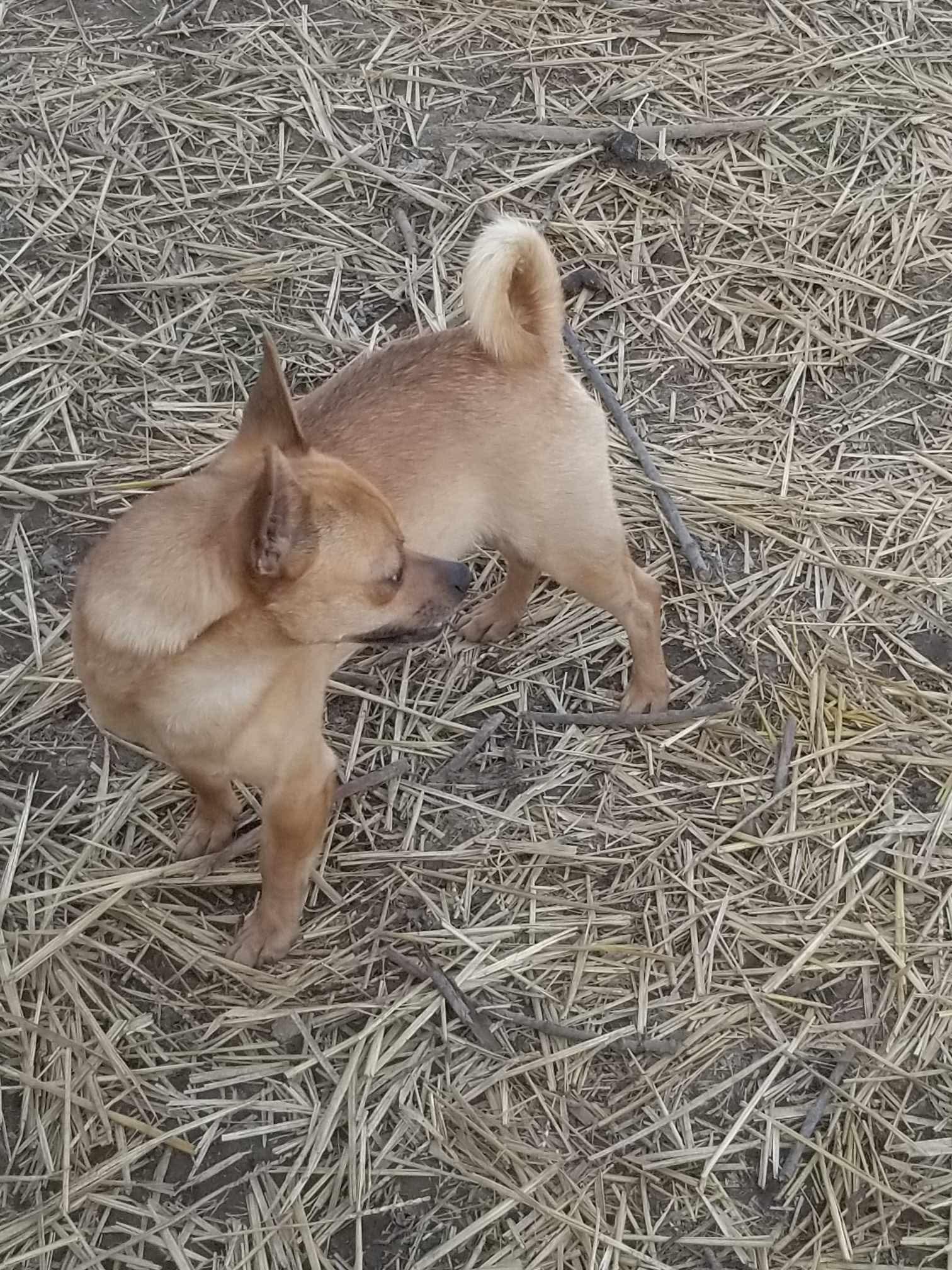 Enlarge Pablo, a Adopted Chihuahua in Dayton, OH image 2/3