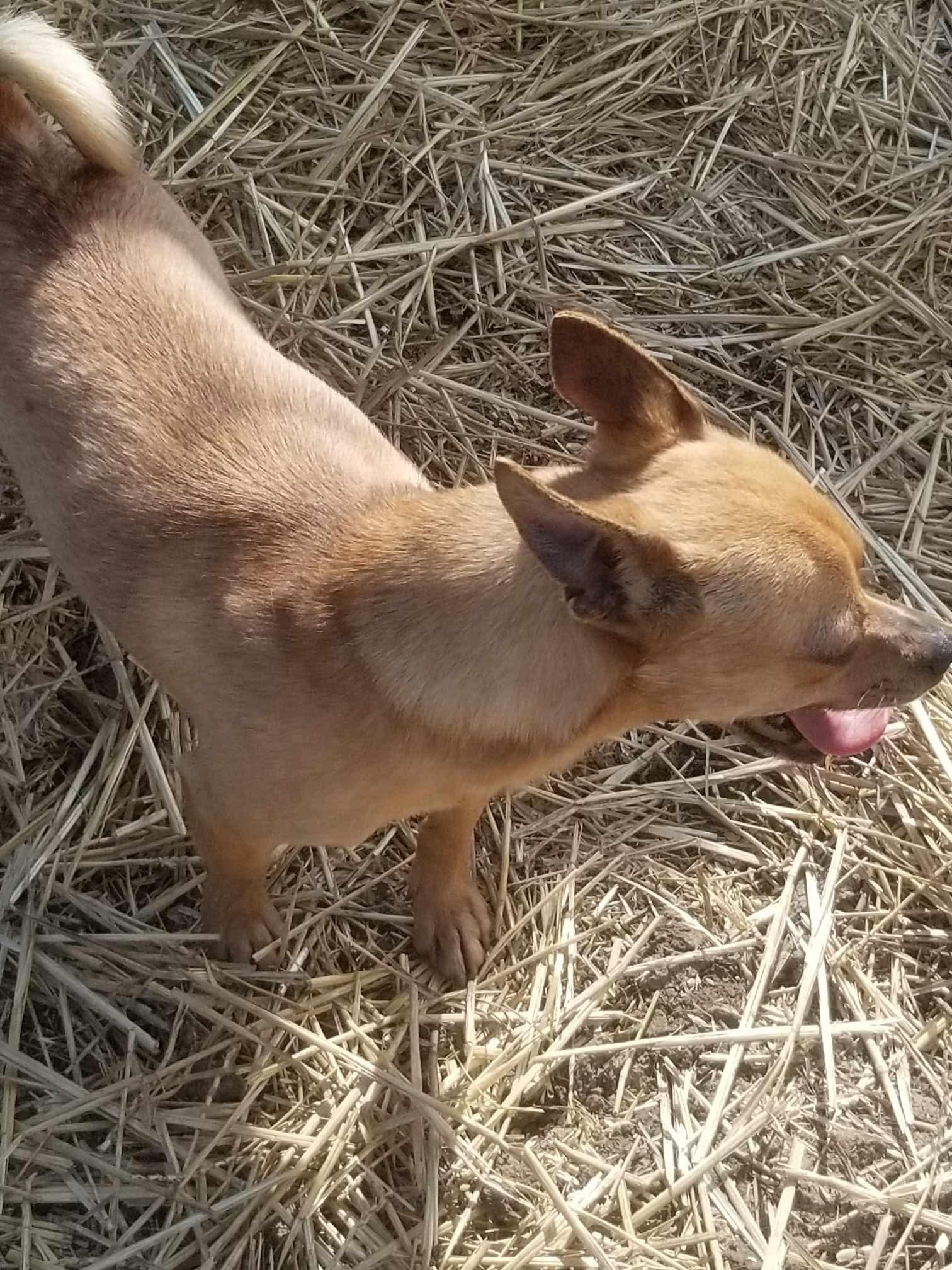 Enlarge Pablo, a Adopted Chihuahua in Dayton, OH image 3/3