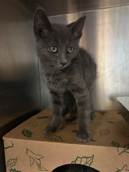 Thunder, Adoptable, Kitten Male Domestic Short Hair.