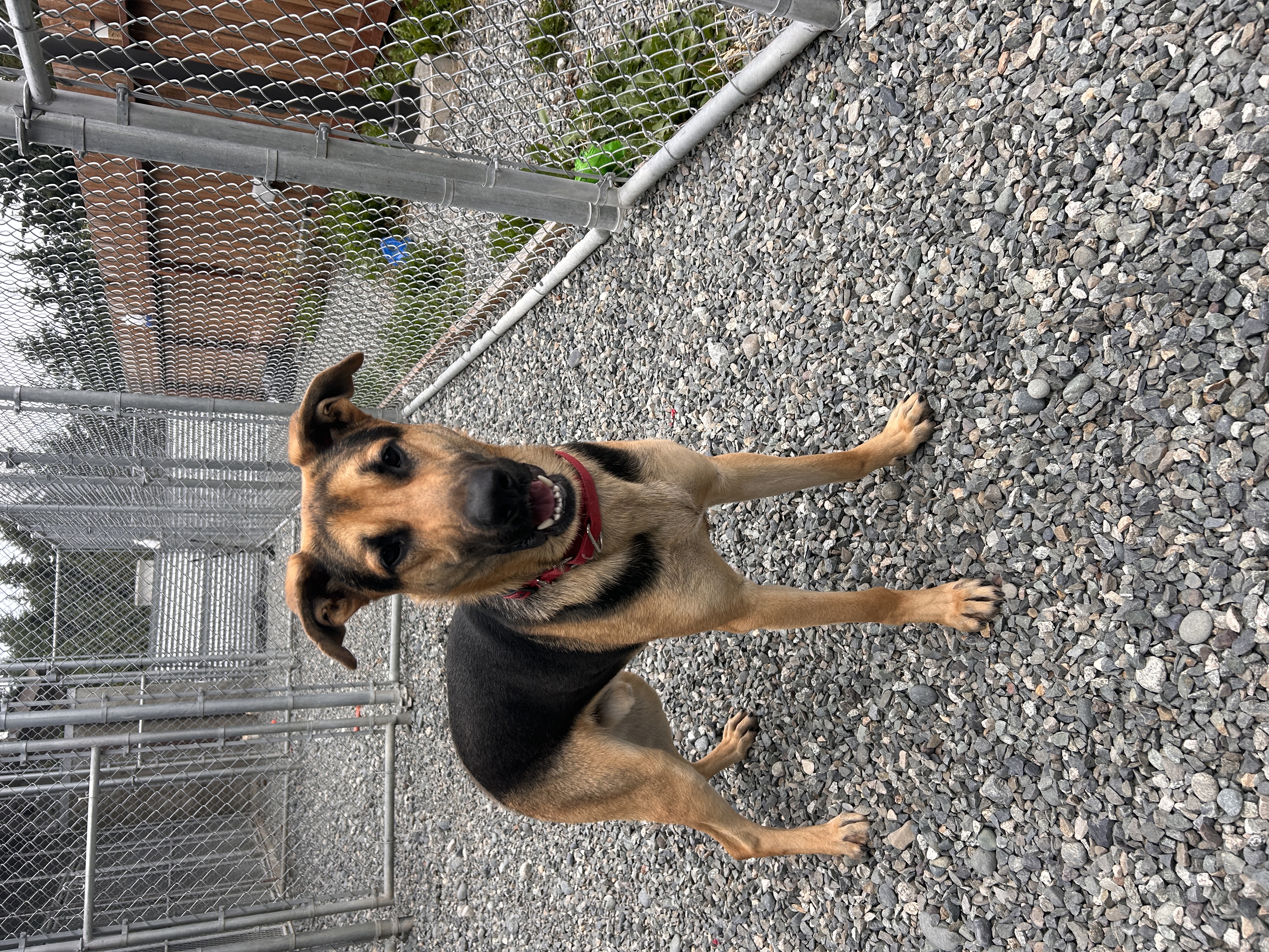 Archie, Adoptable, Young Male German Shepherd Dog.