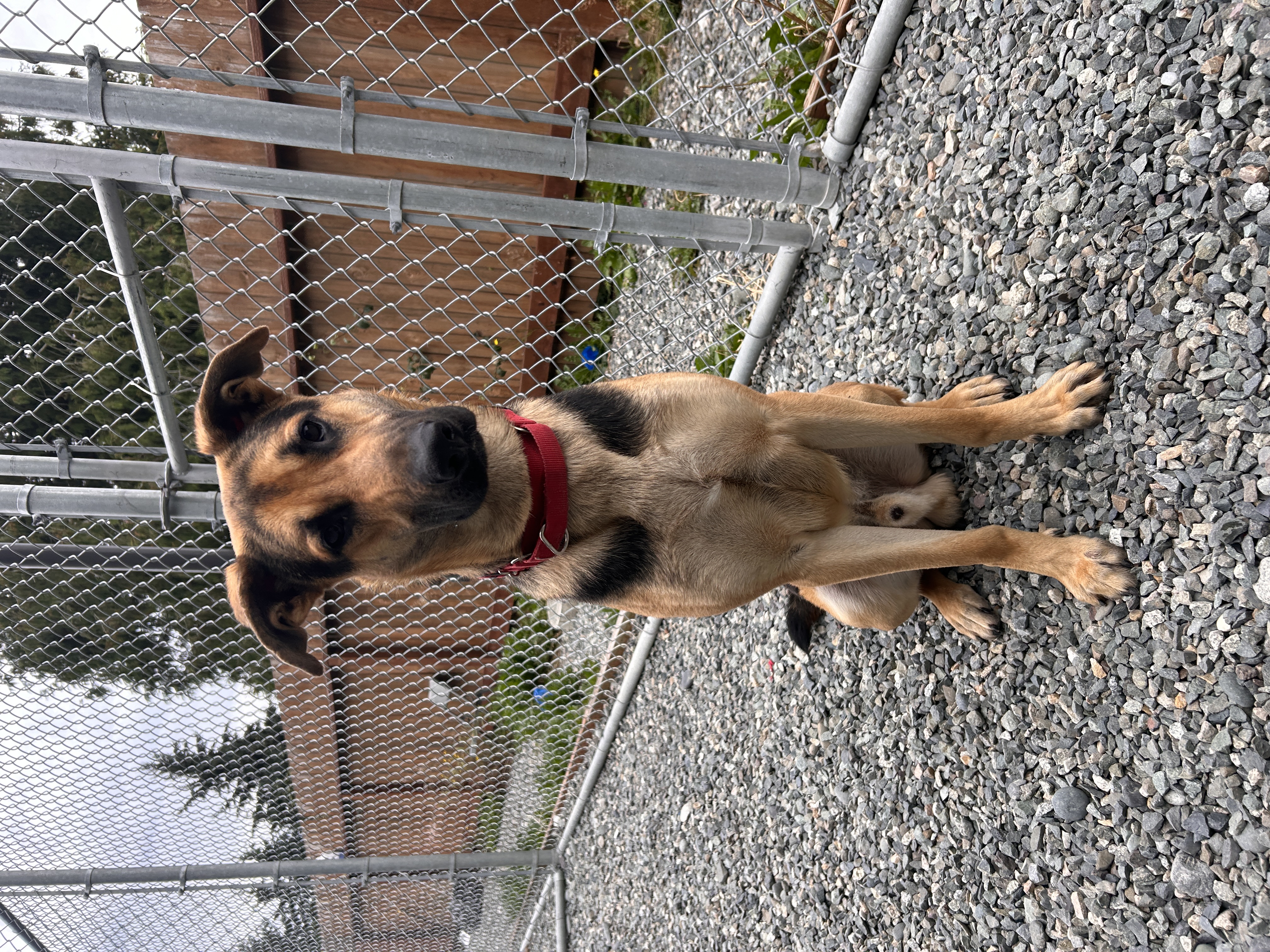 Archie, a Adoptable mixed breed in Port Angeles, WA image 2/2