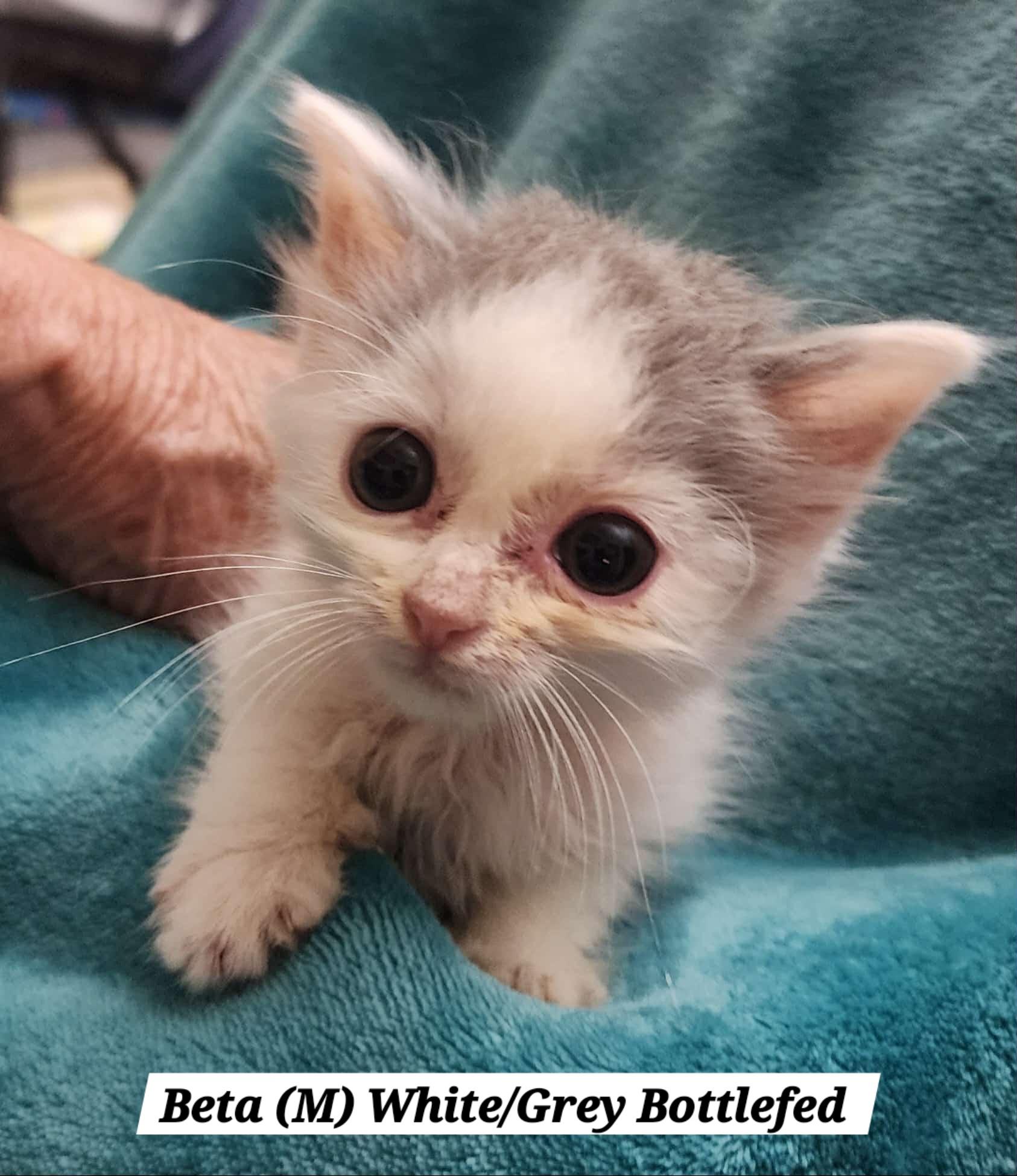 Enlarge Beta, a Adoptable Domestic Short Hair in Morganton, NC image 1/5