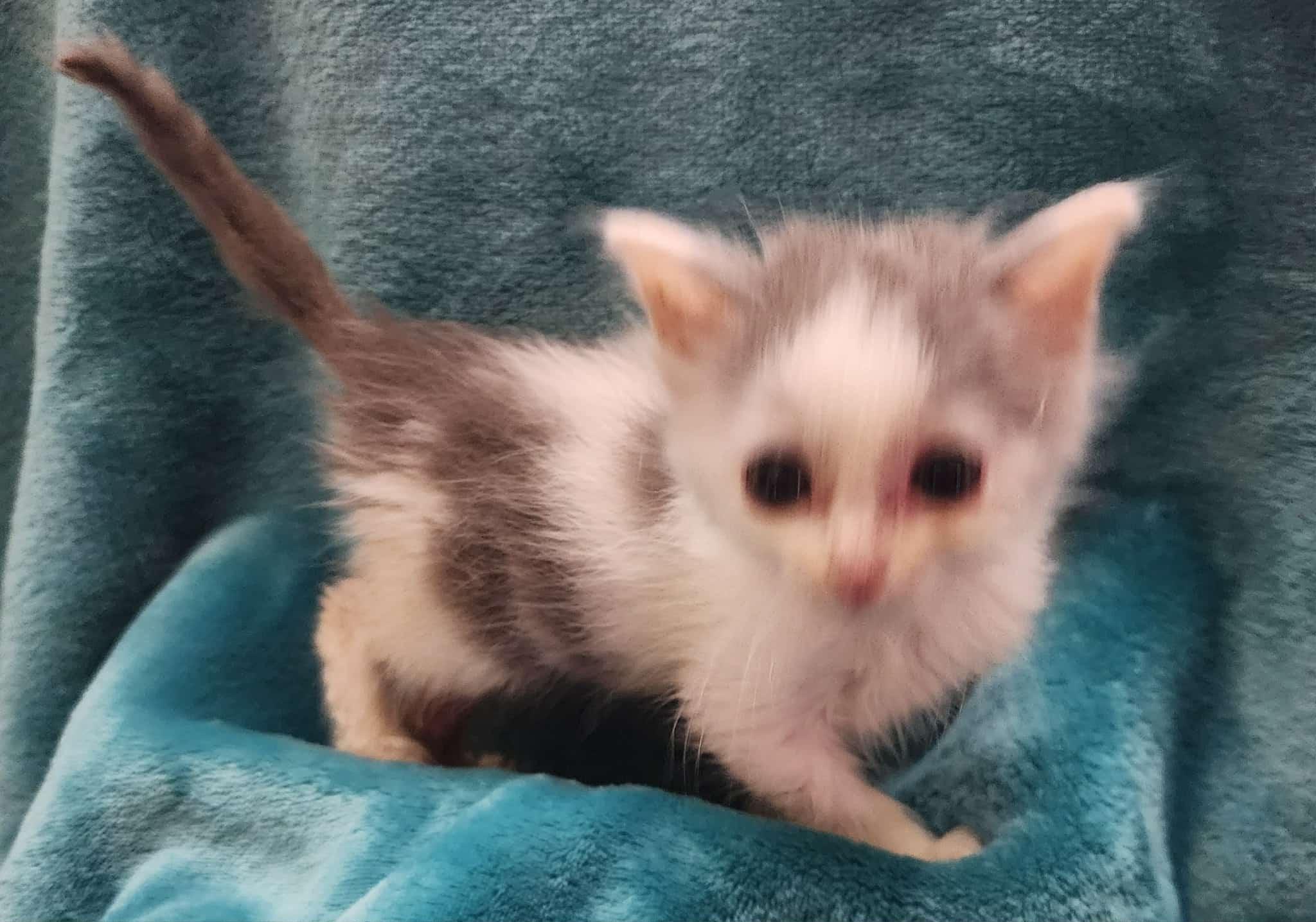 Enlarge Beta, a Adoptable Domestic Short Hair in Morganton, NC image 2/5