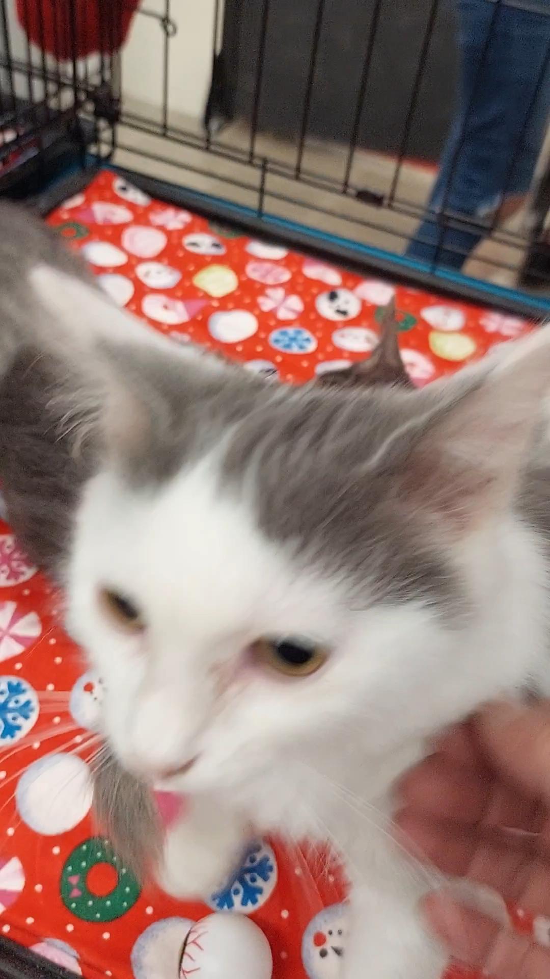 Enlarge Beta, a Adoptable Domestic Short Hair in Morganton, NC image 3/5