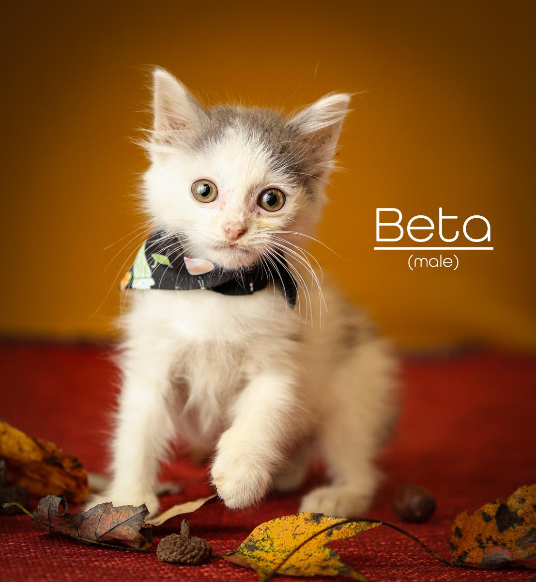 Enlarge Beta, a Adoptable Domestic Short Hair in Morganton, NC image 4/5