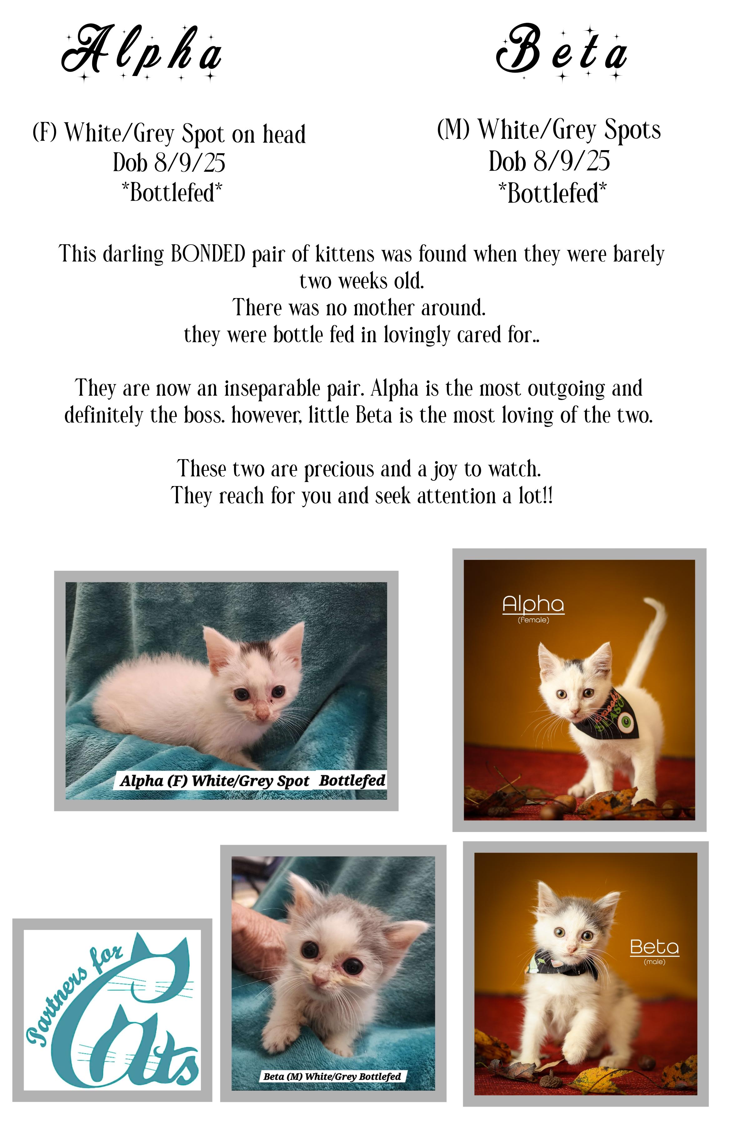 Enlarge Beta, a Adoptable Domestic Short Hair in Morganton, NC image 5/5