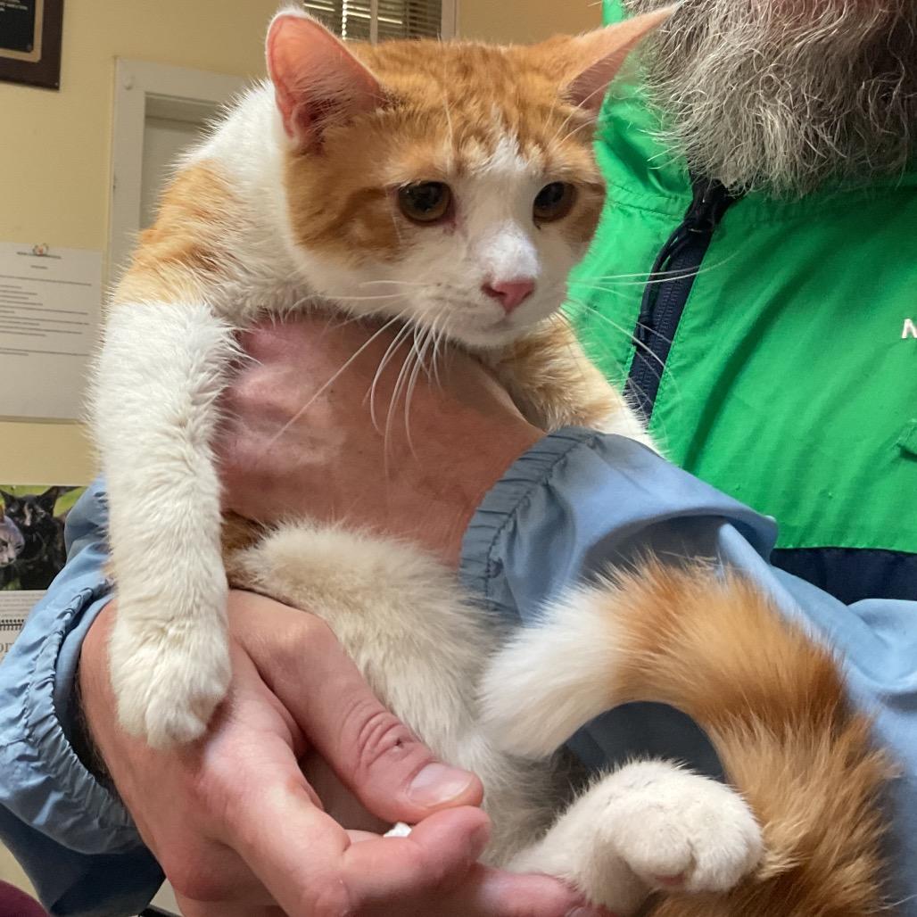 Axl, Adoptable, Young Male Domestic Short Hair.