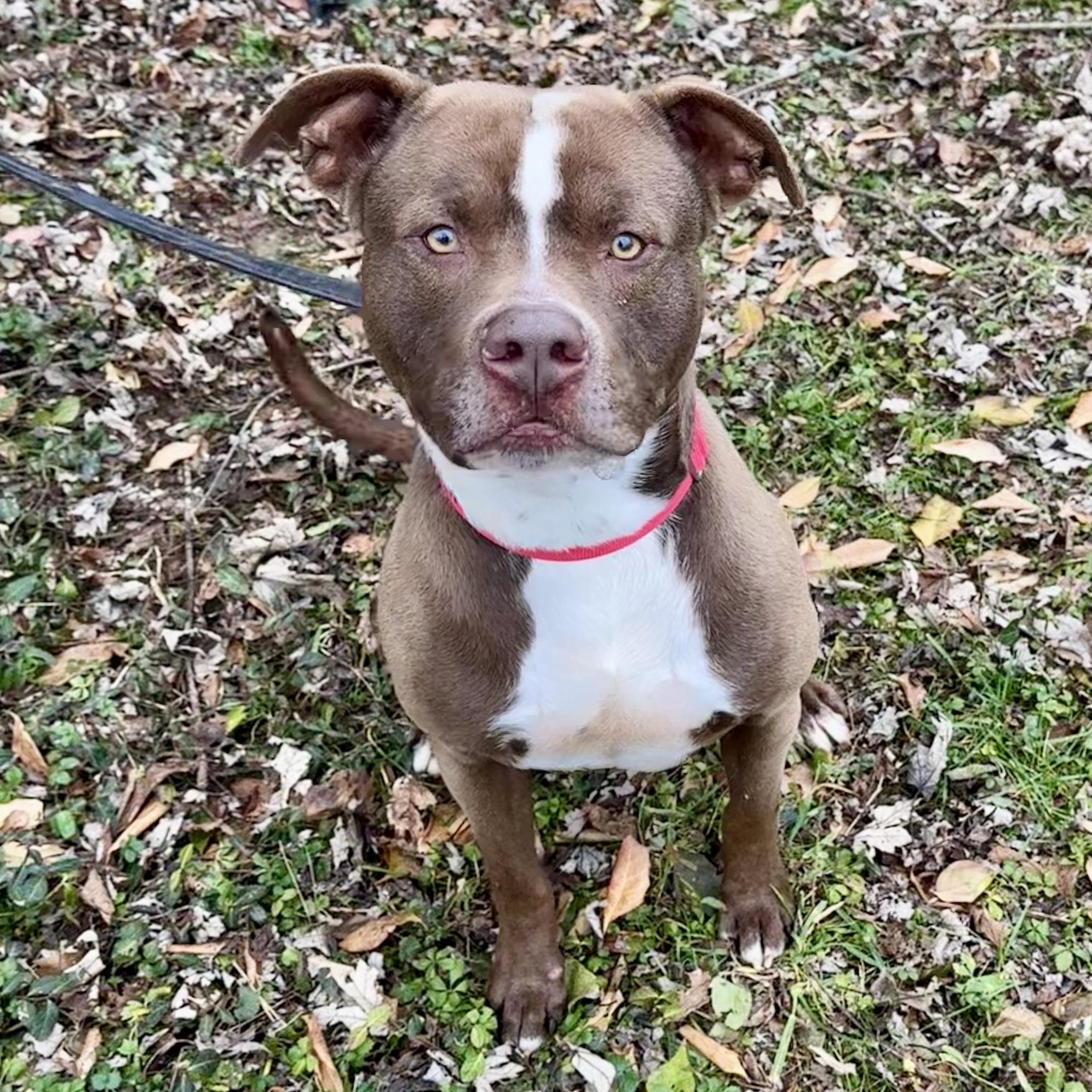 Zeus, ADOPTABLE, Adult Male Pit Bull Terrier.