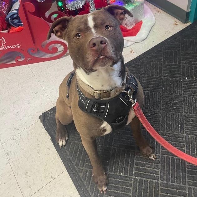 Enlarge Zeus, a ADOPTABLE mixed breed in Maysville, KY image 1/1