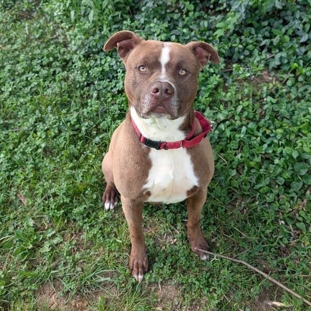 Zeus, a ADOPTABLE mixed breed in Maysville, KY image 1/6