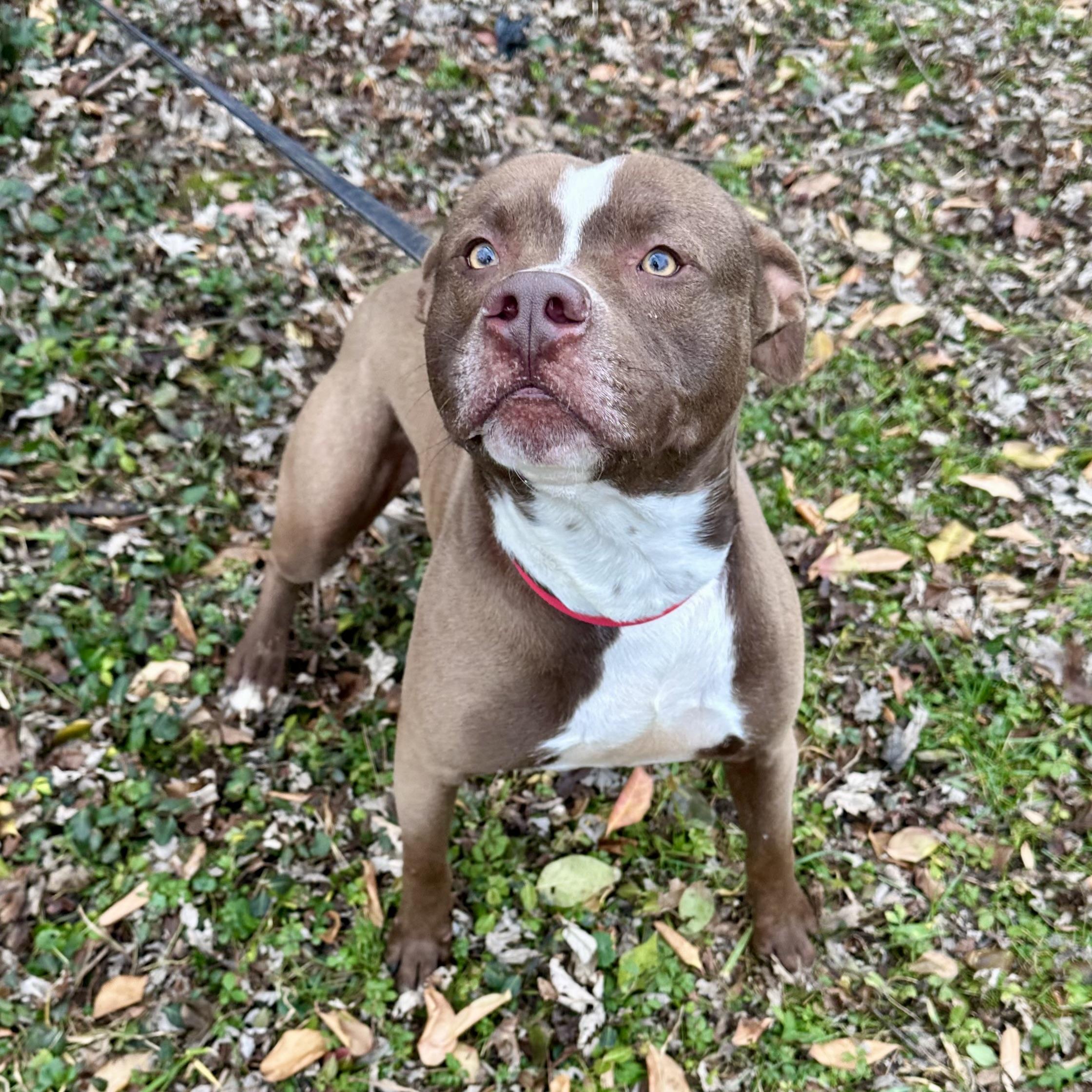 Enlarge Zeus, a ADOPTABLE mixed breed in Maysville, KY image 6/6