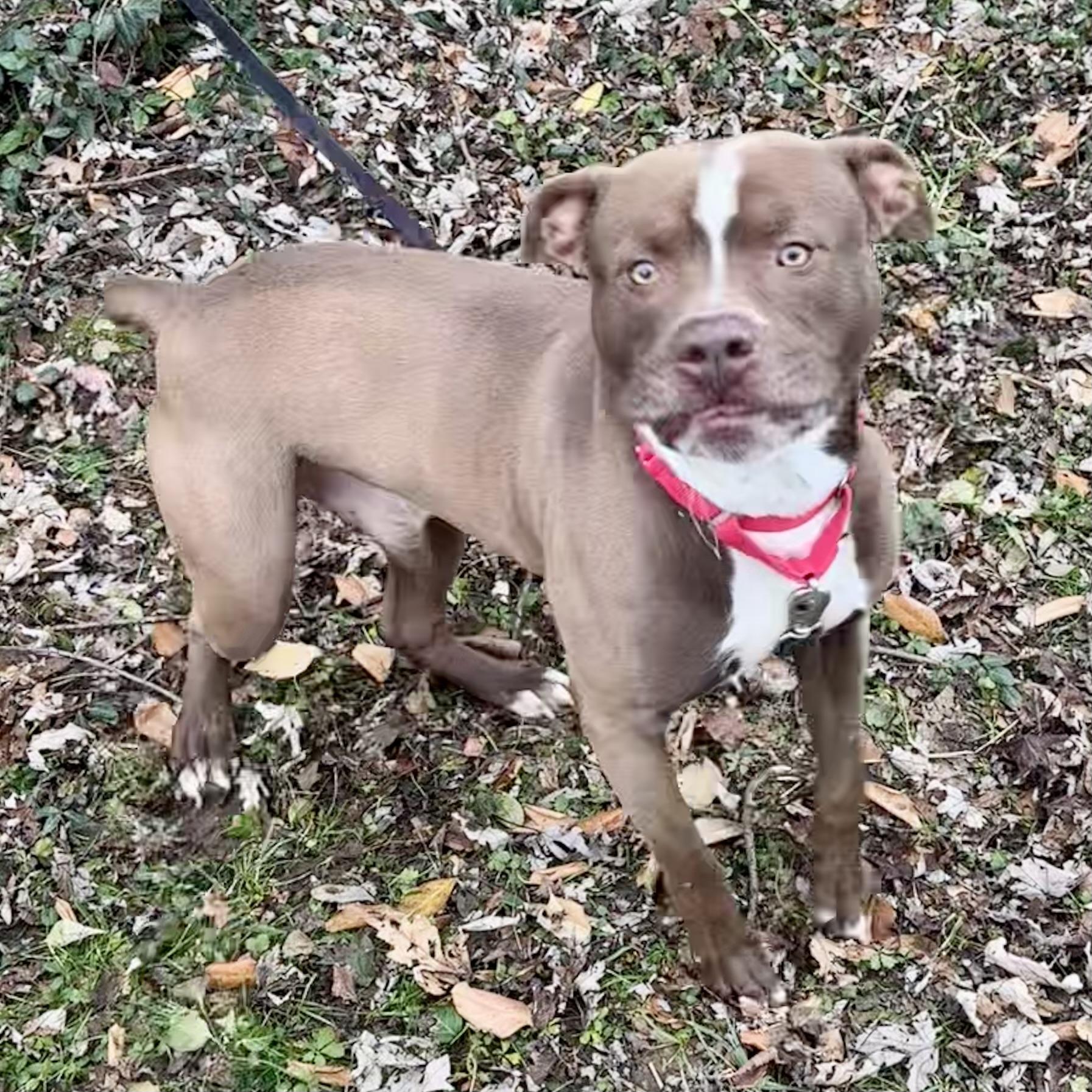 Enlarge Zeus, a ADOPTABLE mixed breed in Maysville, KY image 5/6