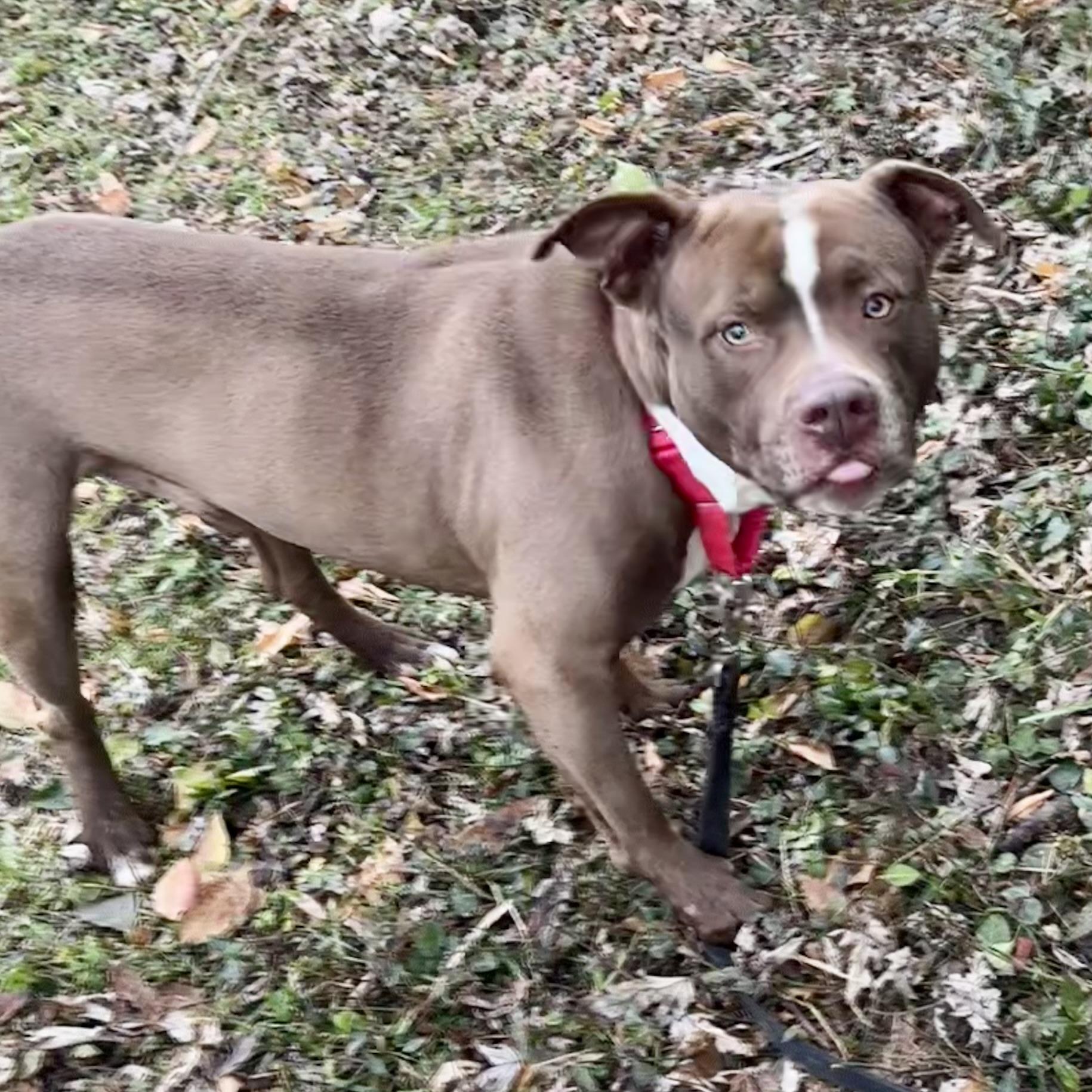 Enlarge Zeus, a ADOPTABLE mixed breed in Maysville, KY image 3/6