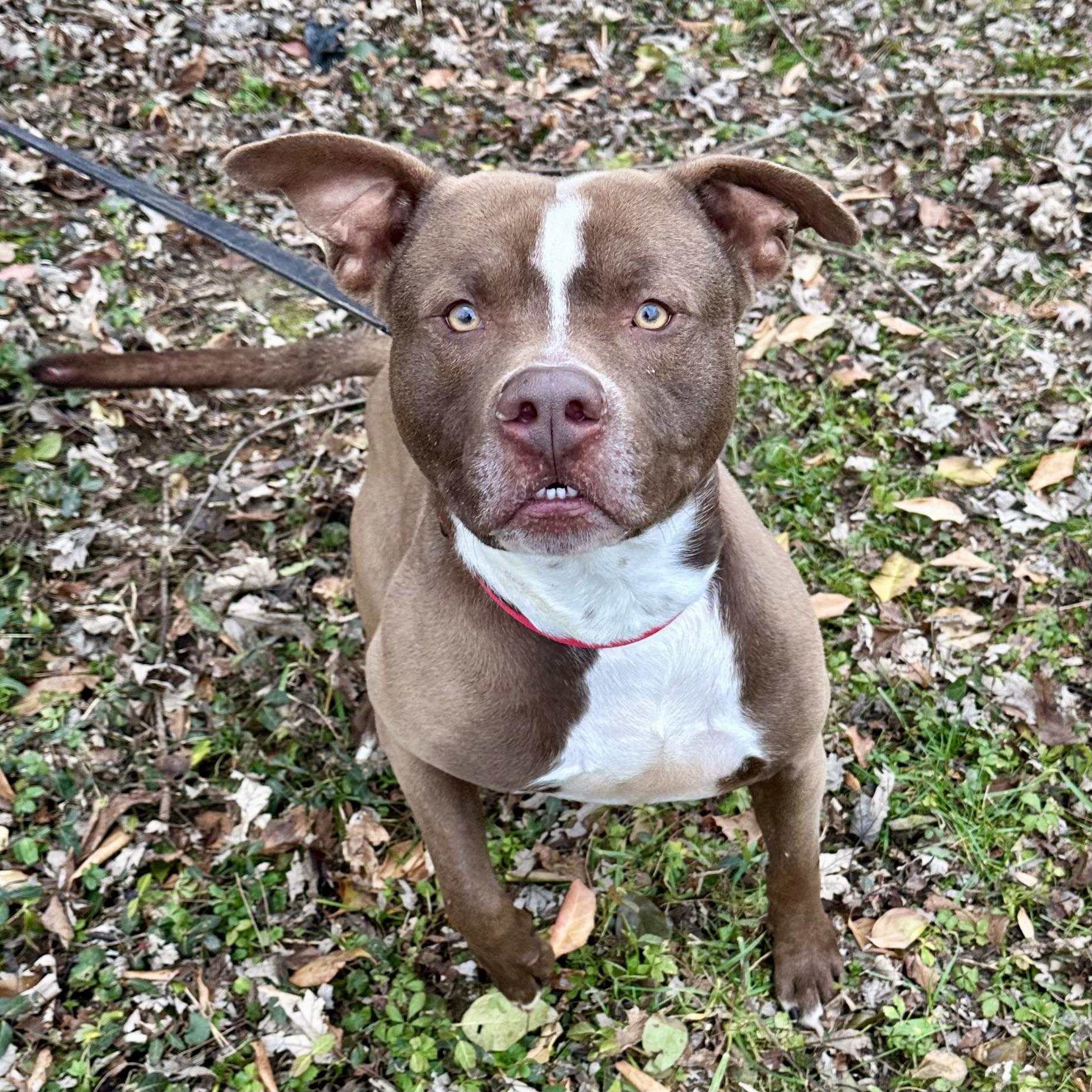 Enlarge Zeus, a ADOPTABLE mixed breed in Maysville, KY image 4/6