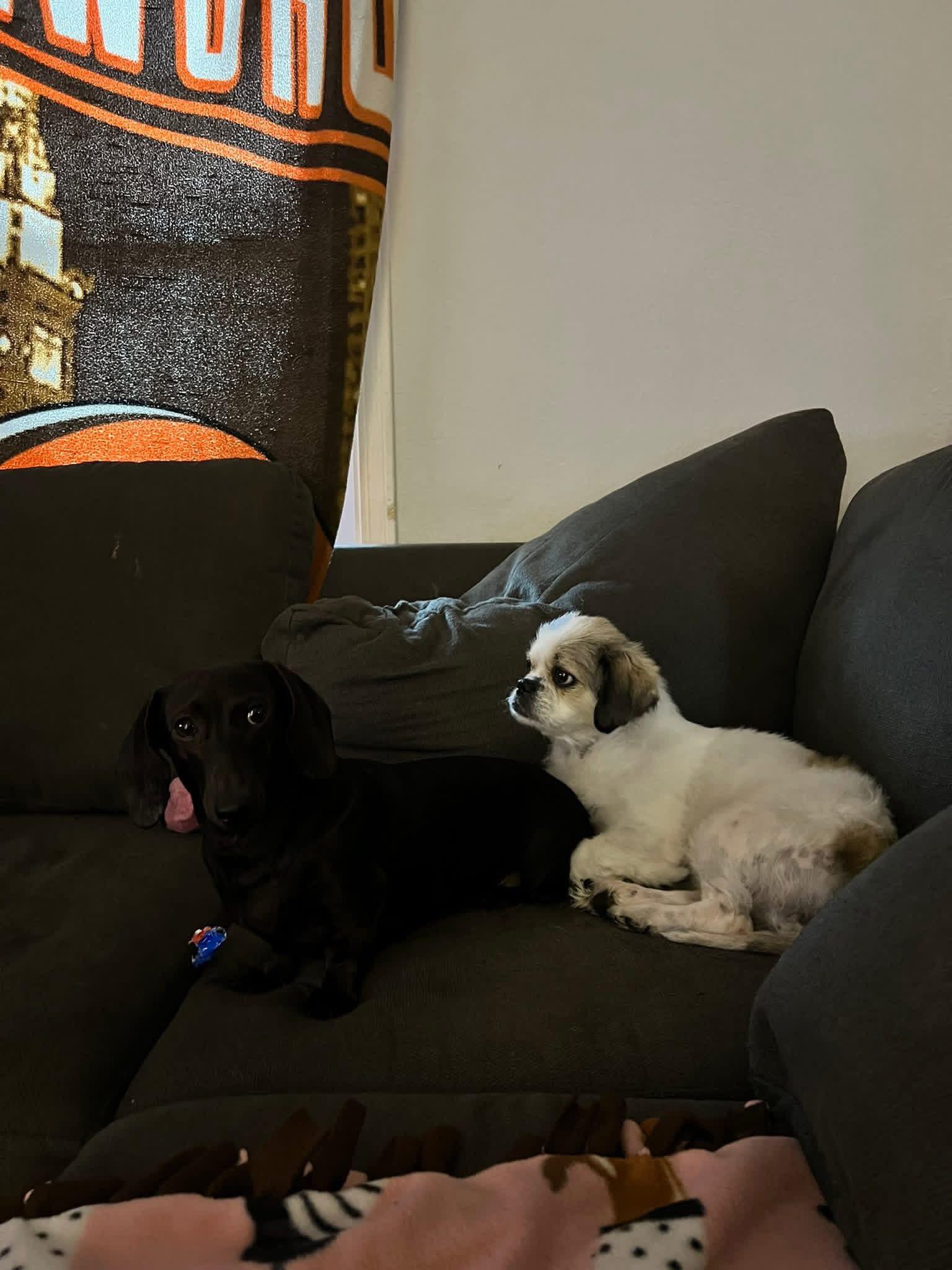 Fanny, Adopted, Adult Female Shih Tzu.