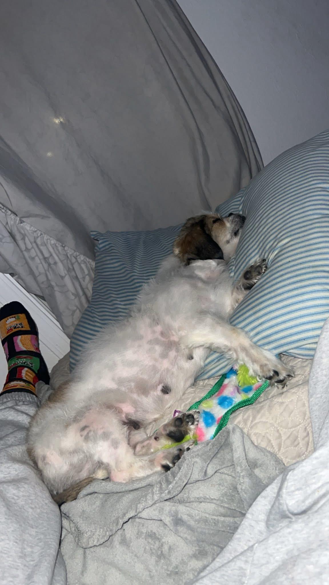 Enlarge Fanny, a Adopted Shih Tzu in Knoxville, TN image 2/6