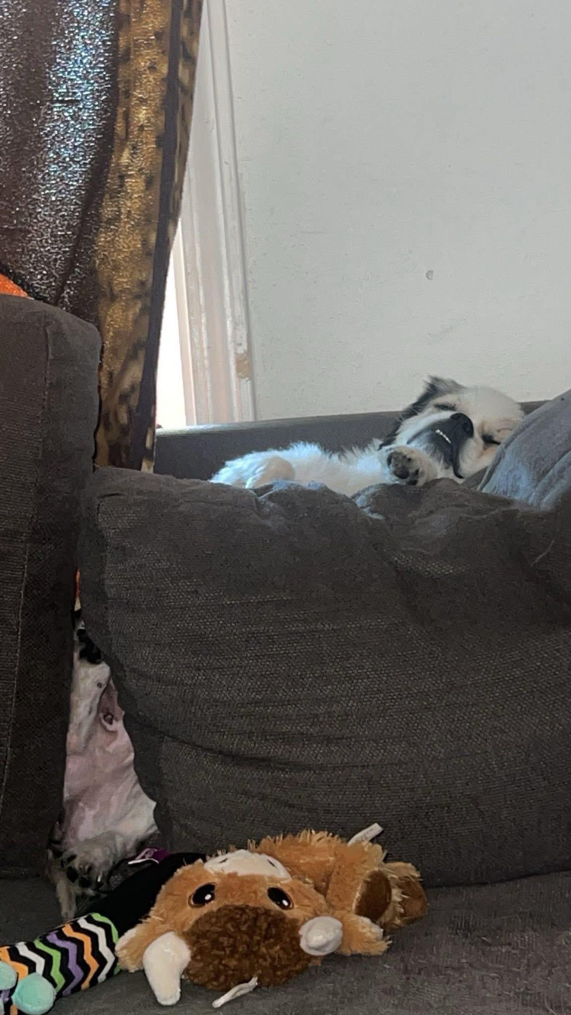 Enlarge Fanny, a Adopted Shih Tzu in Knoxville, TN image 3/6