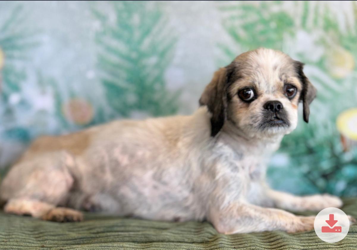 Enlarge Fanny, a Adopted Shih Tzu in Knoxville, TN image 4/6