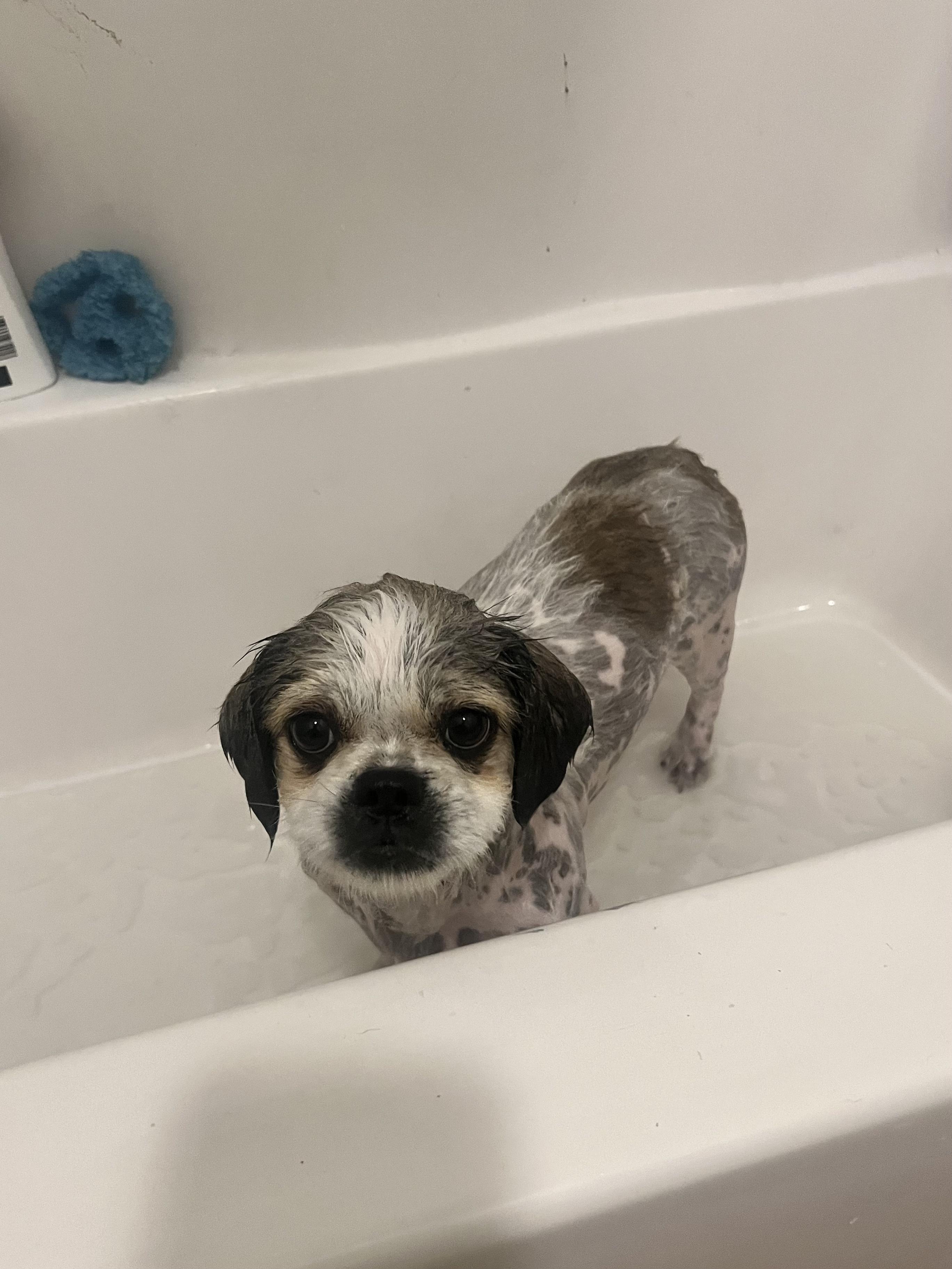 Enlarge Fanny, a Adopted Shih Tzu in Knoxville, TN image 5/6