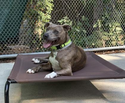 Enlarge Kaiser, a Adoptable Mixed Breed in Lewiston, ME image 6/6