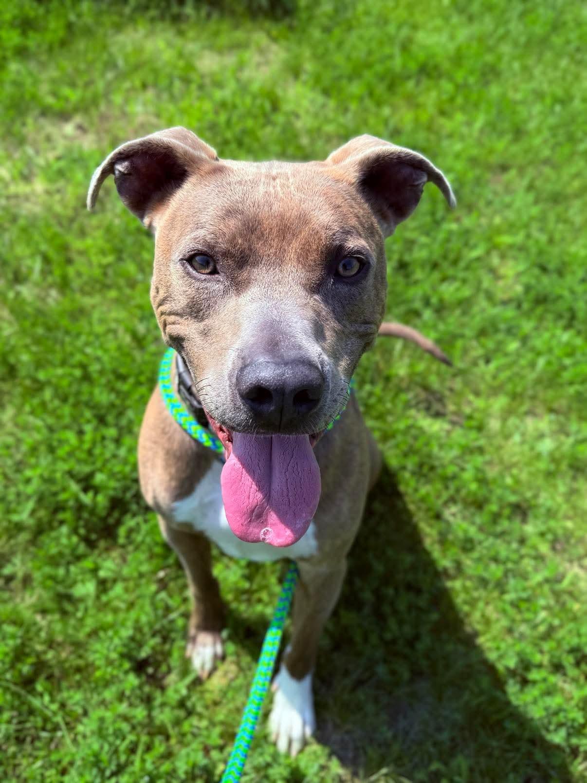 Kaiser, an adoptable Mixed Breed in Lewiston, ME, 04240 | Photo Image 6