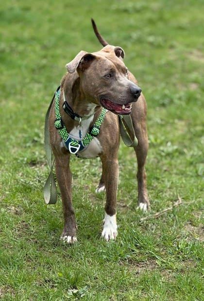 Kaiser, an adoptable Mixed Breed in Lewiston, ME, 04240 | Photo Image 3