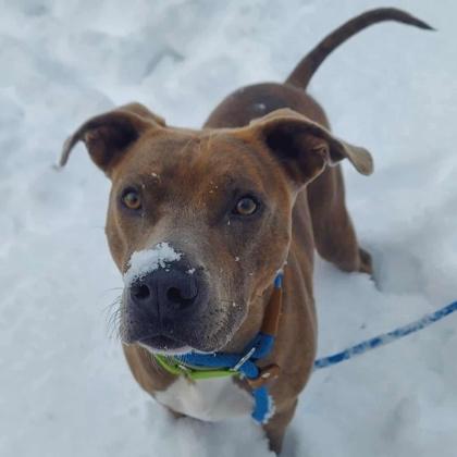 Kaiser, Adoptable, Adult Male Mixed Breed.