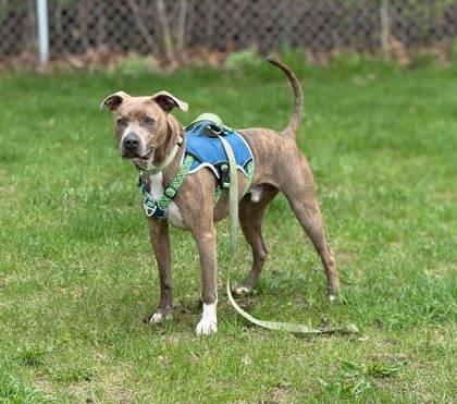Kaiser, a Adoptable Mixed Breed in Lewiston, ME image 4/5