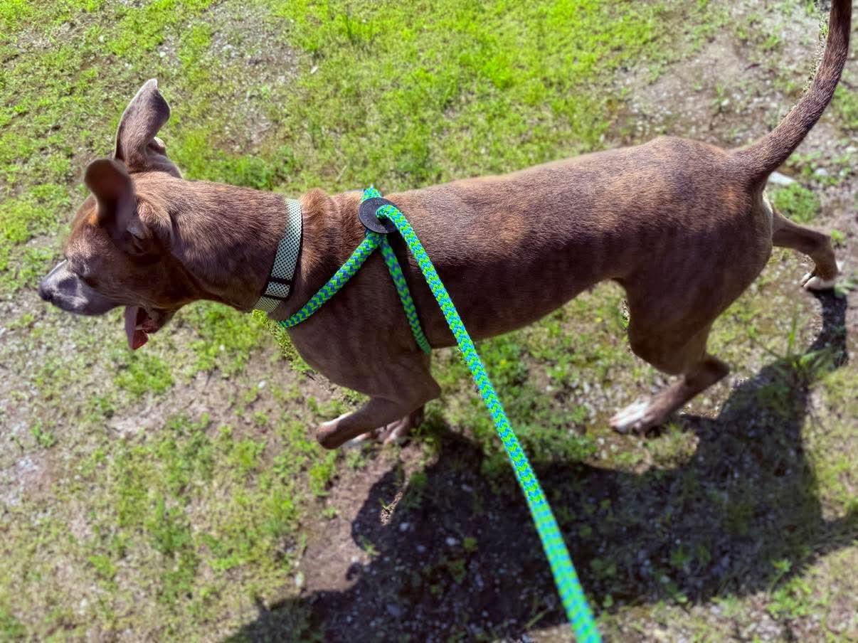 Kaiser, a Adoptable Mixed Breed in Lewiston, ME image 5/5