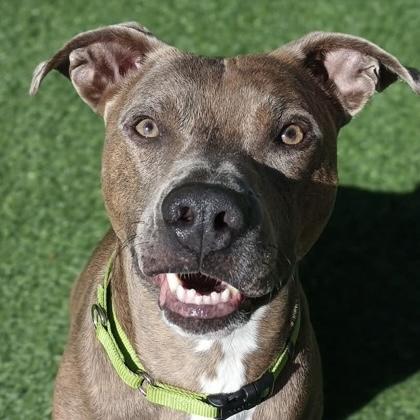 Kaiser, Adoptable, Adult Male Mixed Breed.