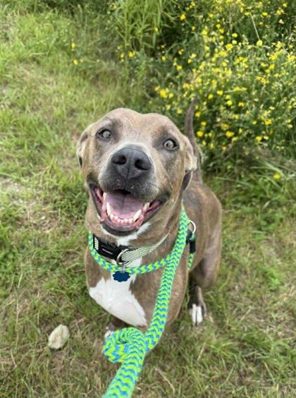Kaiser, an adoptable Mixed Breed in Lewiston, ME, 04240 | Photo Image 2