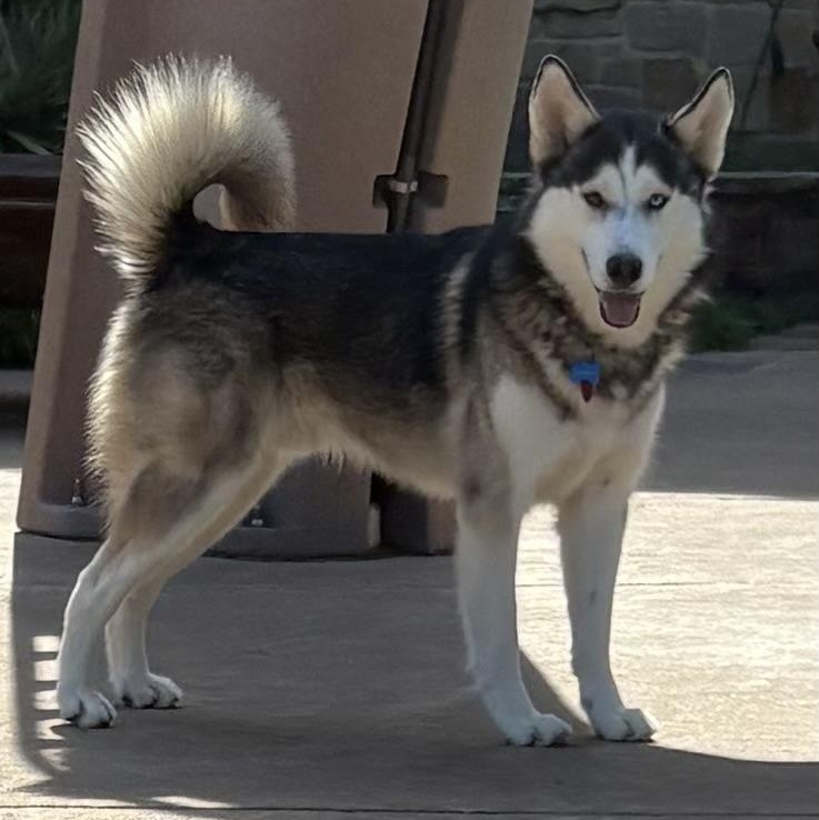 Enlarge JOURNEY, a Adoptable Siberian Husky in Rocky Point, NY image 5/5