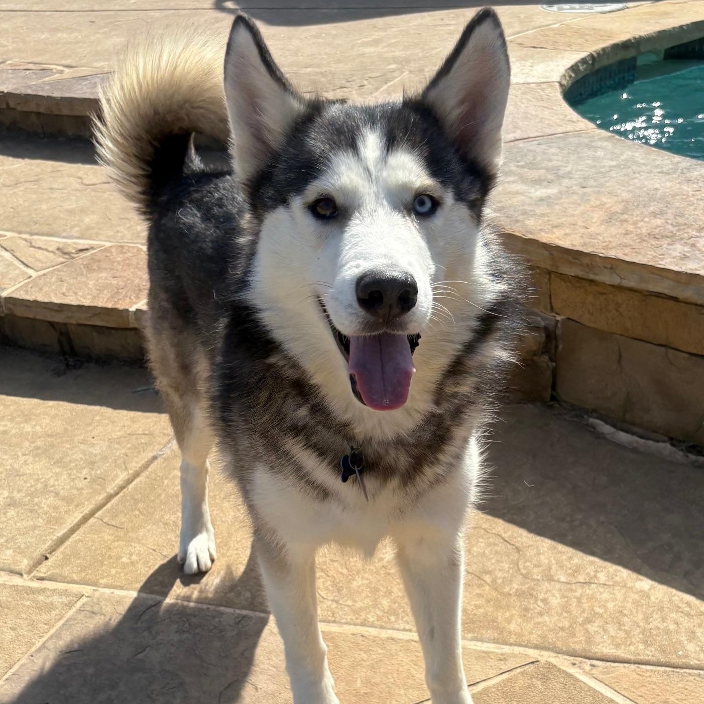 Enlarge JOURNEY, a Adoptable Siberian Husky in Rocky Point, NY image 1/5