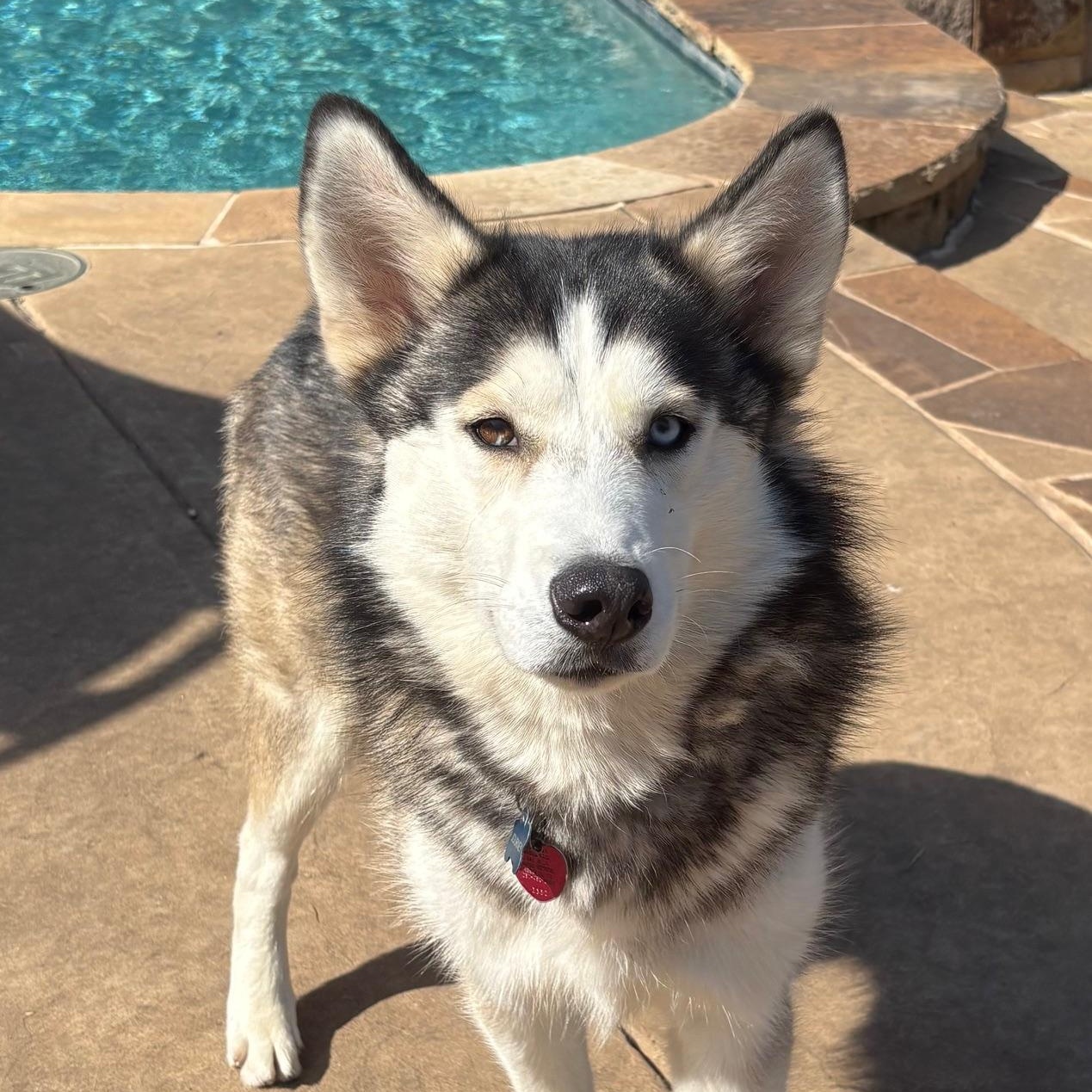 Enlarge JOURNEY, a Adoptable Siberian Husky in Rocky Point, NY image 2/5