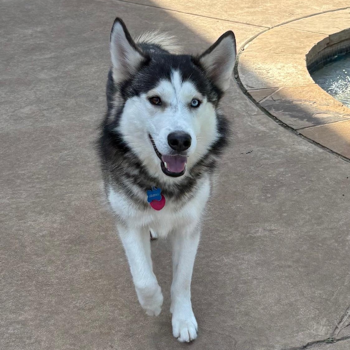Enlarge JOURNEY, a Adoptable Siberian Husky in Rocky Point, NY image 4/5