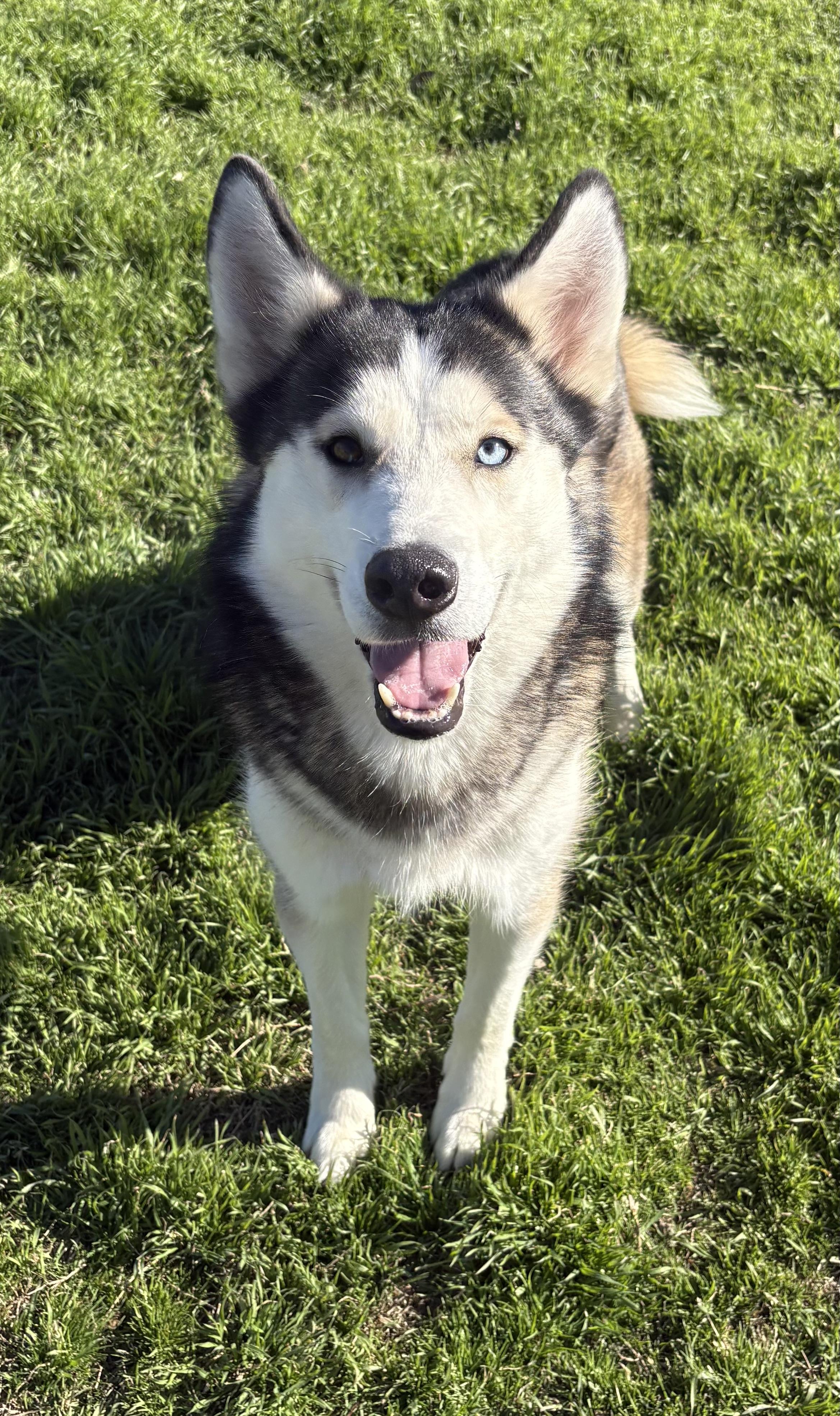 Enlarge JOURNEY, a Adoptable Siberian Husky in Rocky Point, NY image 2/6